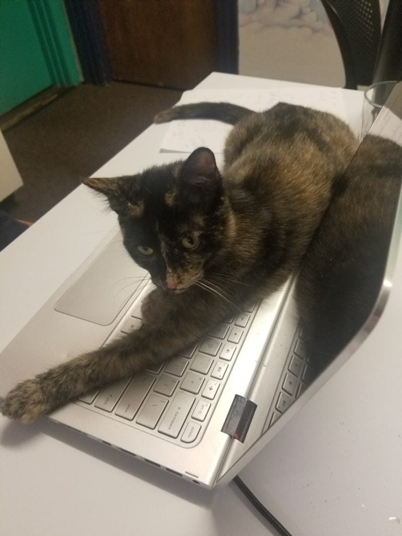 zella lying across the laptop