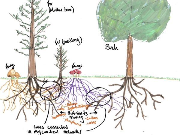 Reprodução da Foto disponível no site "Suzanne Simard: How do Trees Collaborate?" (TED). Descrição da Image: o desenho traz um abeto adulto, um broto de abeto, uma betula cogumelos e a rede micorrízica no subsolo. Ali, as setas mostram trocas, como de fósforo ou sinais de defesa, além das relações entre quatro tipos diferentes de espécies.