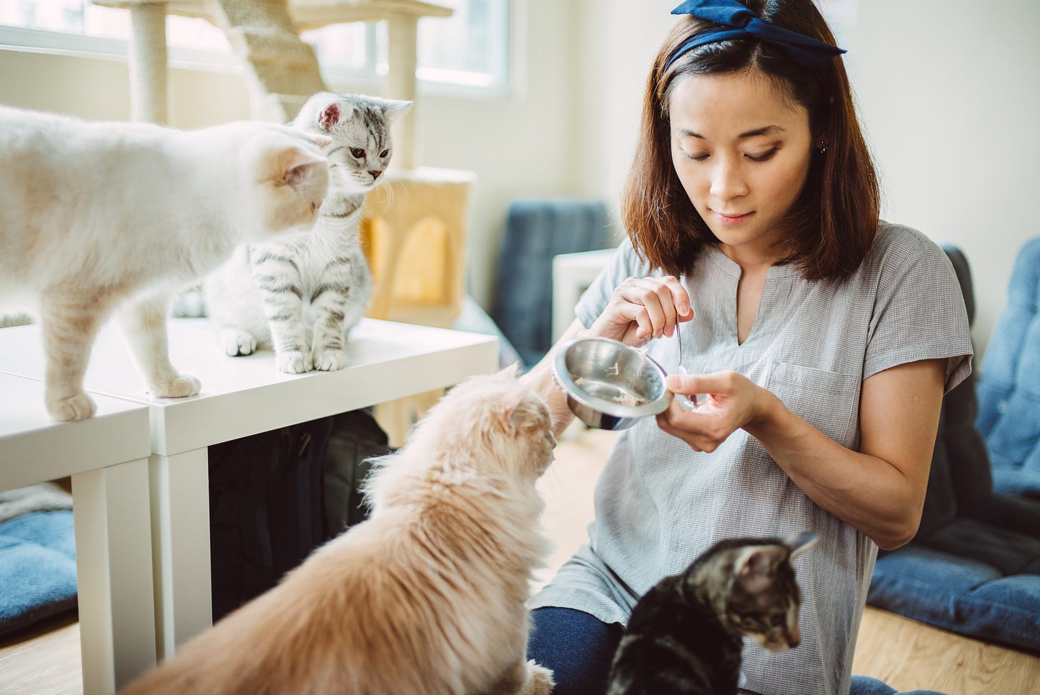 Young woman feeding 4 cats in her living room