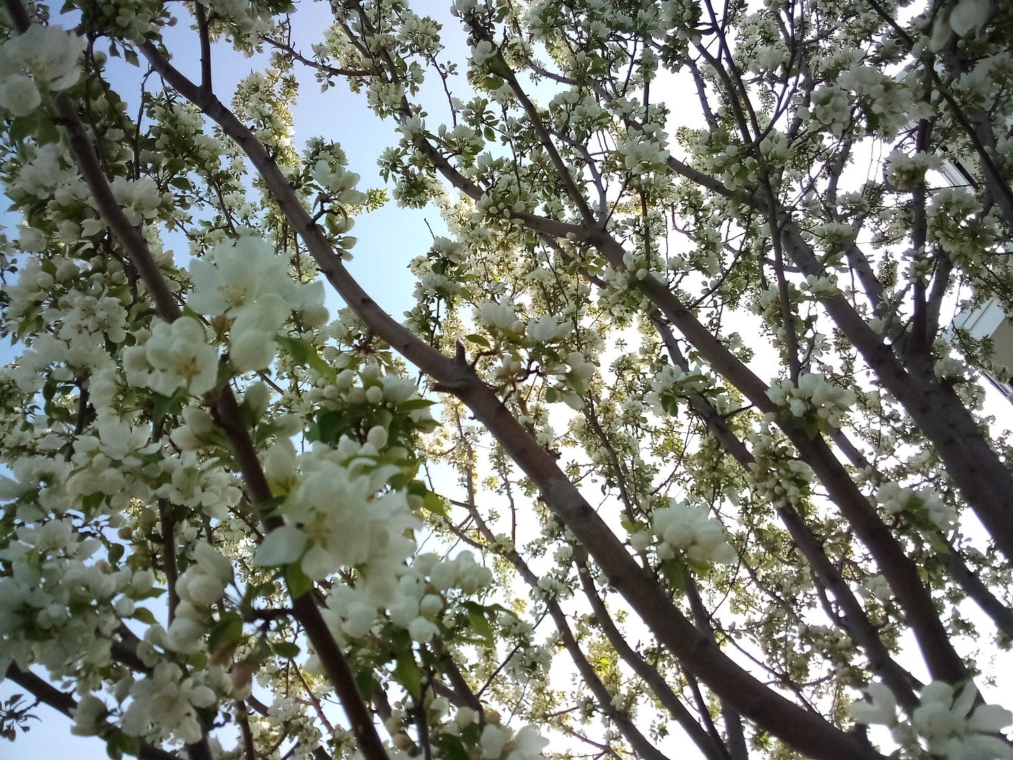 White flowers on a fruit tree