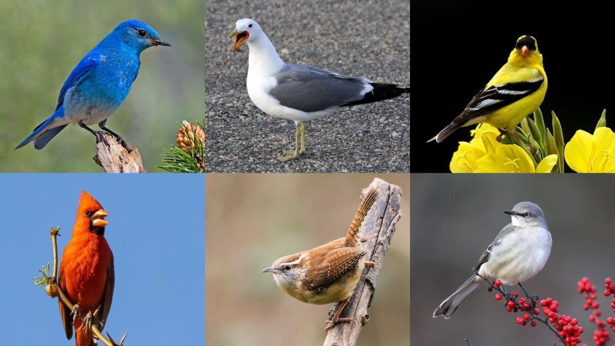 A collage of six state birds of America