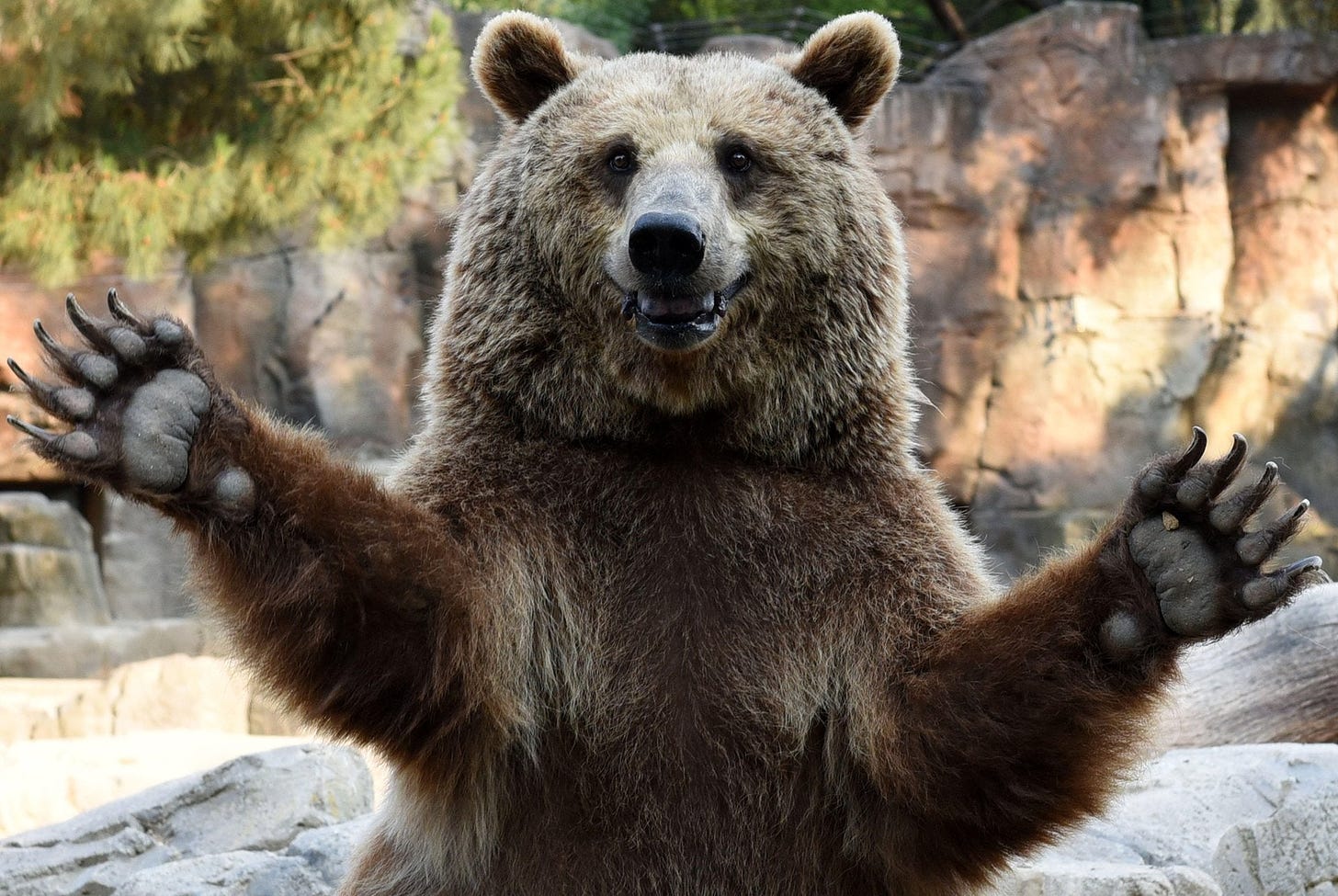 Bear hug time! : Bearswaving