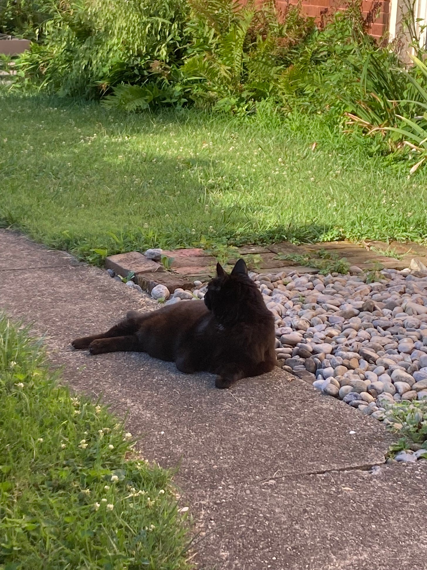 Regal if slightly fat black cat lying in the backyard looking very leonine