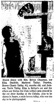 A woman stands to the left of a cat three with a cat on each of its three rungs. She is looking up at the cat on the top level. The caption reads "Shown above with [omitted] are Eliza Doolittle, Mackerel Tabby; Phaedra, Brown Classic Tabby, 4 1/2 months old; and Jackson, Tortie Tabby. Eliza is [omitted's] cat and the others are Dallas Cat Club welfare pets entered in the cat show Sunday at the Cabana. Also to be show is Jasper, a male brown tabby, who was too shy to be photographed.