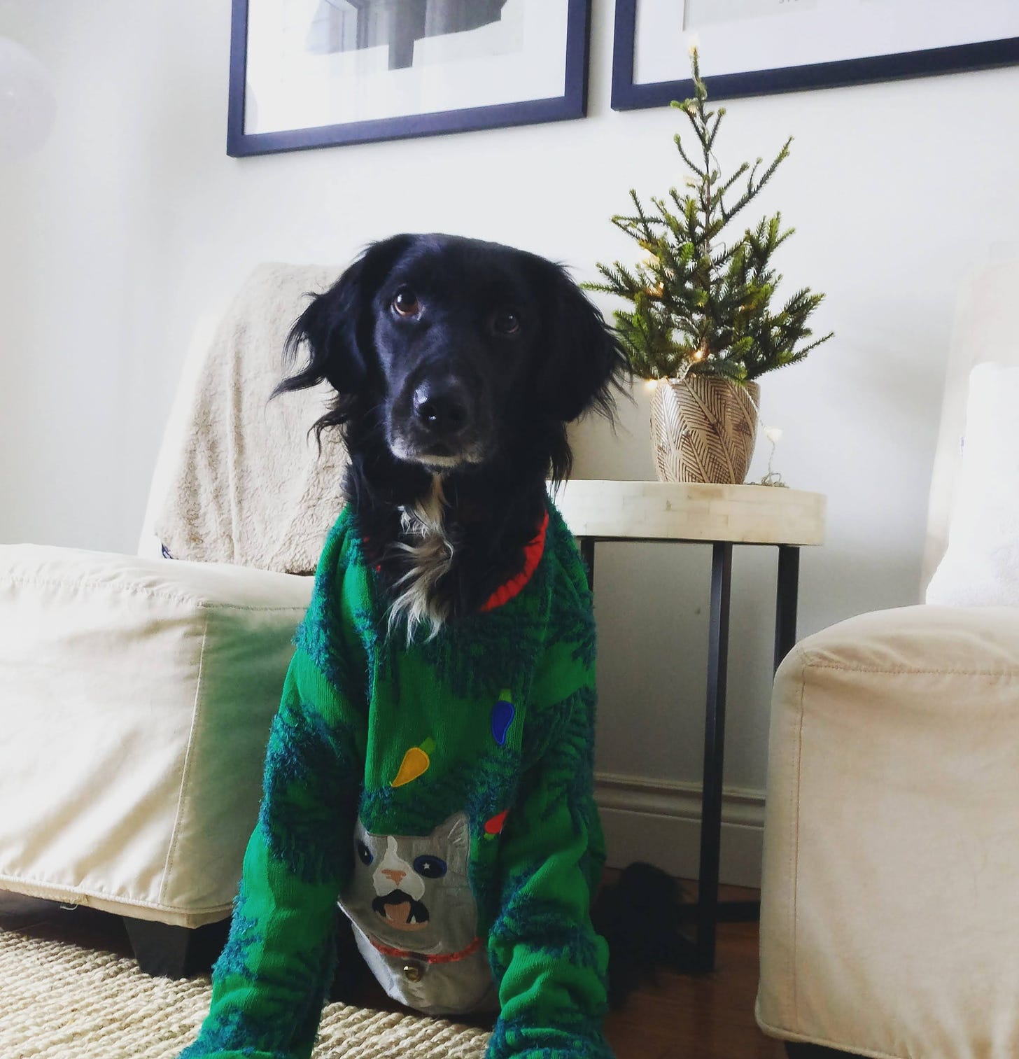 Dog in a Christmas sweater in front of a tiny Christmas tree