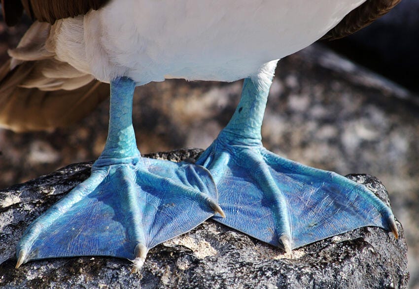 Blue-footed Boobies Take a Puzzling Dive | Audubon