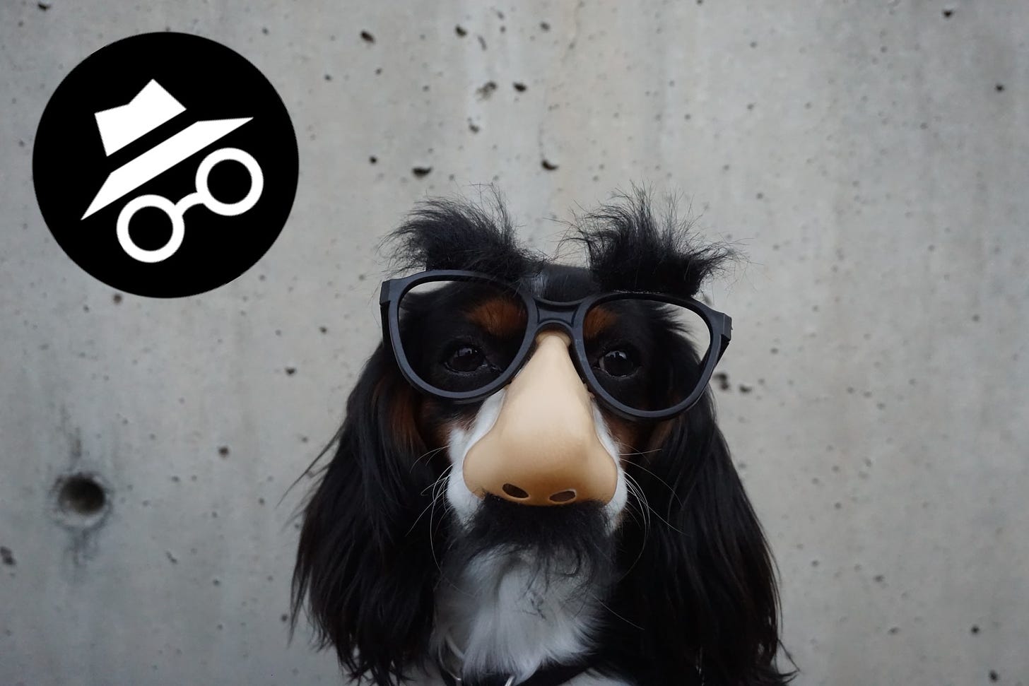 Imagem de cachorro com óculos e logo do logo do Chrome incognito mode