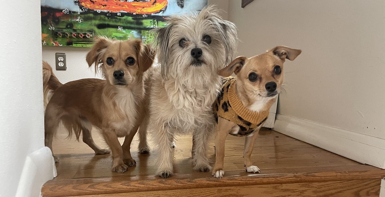 3 small dogs: Winnie, Squash and Idgie are all at the top of wooden stairs, looking at the camera.