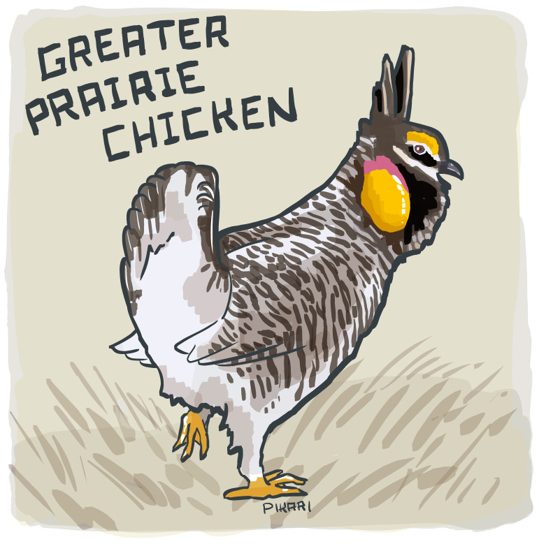 Digital illustration of a medium-sized ground bird. He has a buff body with dark brown pinstripes, an erect tail, and two ear-like feathers that stand up from his head. He has white stripes around his eyes, orange "eyebrows", and a bright orange sac on each side of his neck that inflates.
