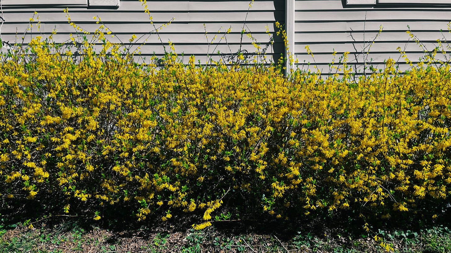 delicate yellow flowers on a row of bushes in front of the side of a house