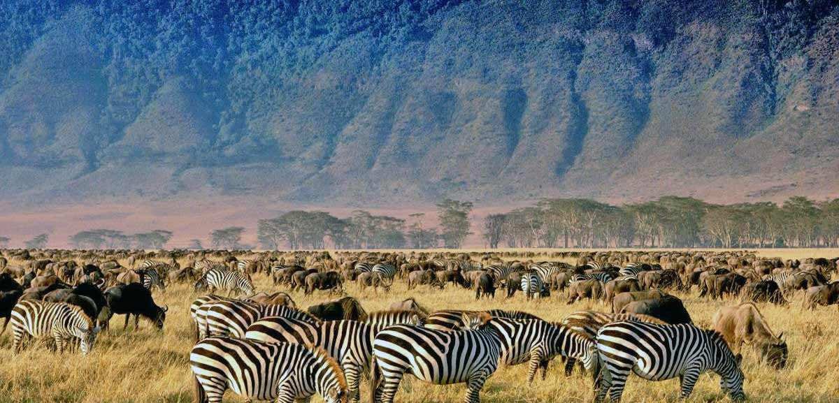 ngorongoro zebra wildebeest