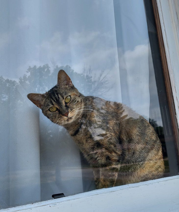 Tabby cat looking through a window