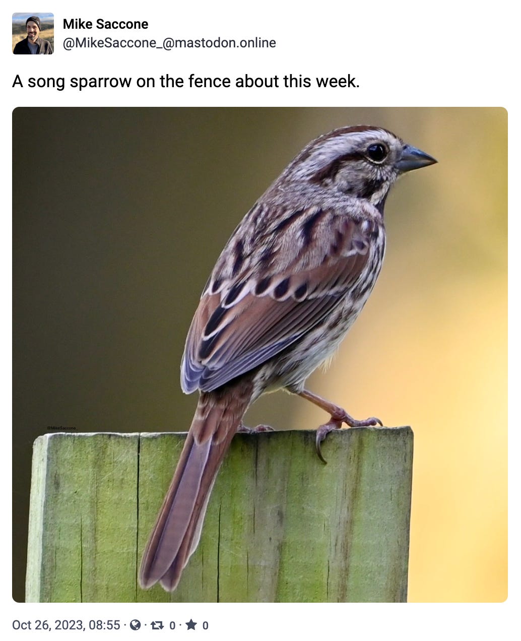 A song sparrow on the fence about this week. 