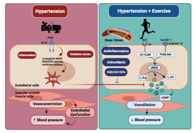 Exercise as an Anti-Hypertensive Tool: Scientific Mechanisms | Journal of  Sports Science and Health