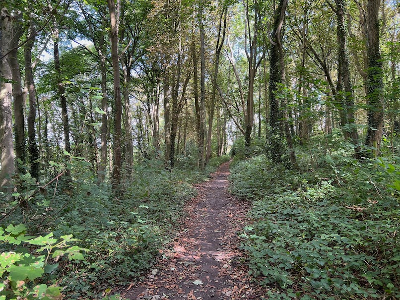 Photo by Author — an afternoon walk in the woods