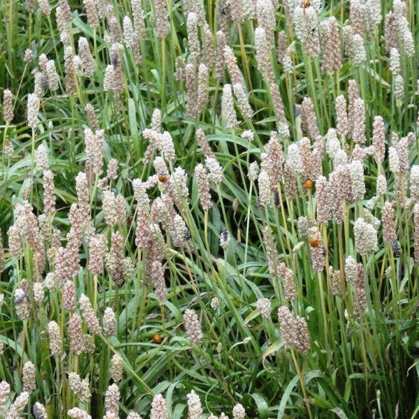 Plantago psyllium, Plantain, Psyllium Seeds