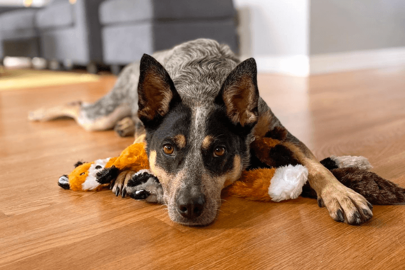 Scout the Australian cattle dog lies on a tan hardwood floor with her chin resting on top of a few plush dog toys