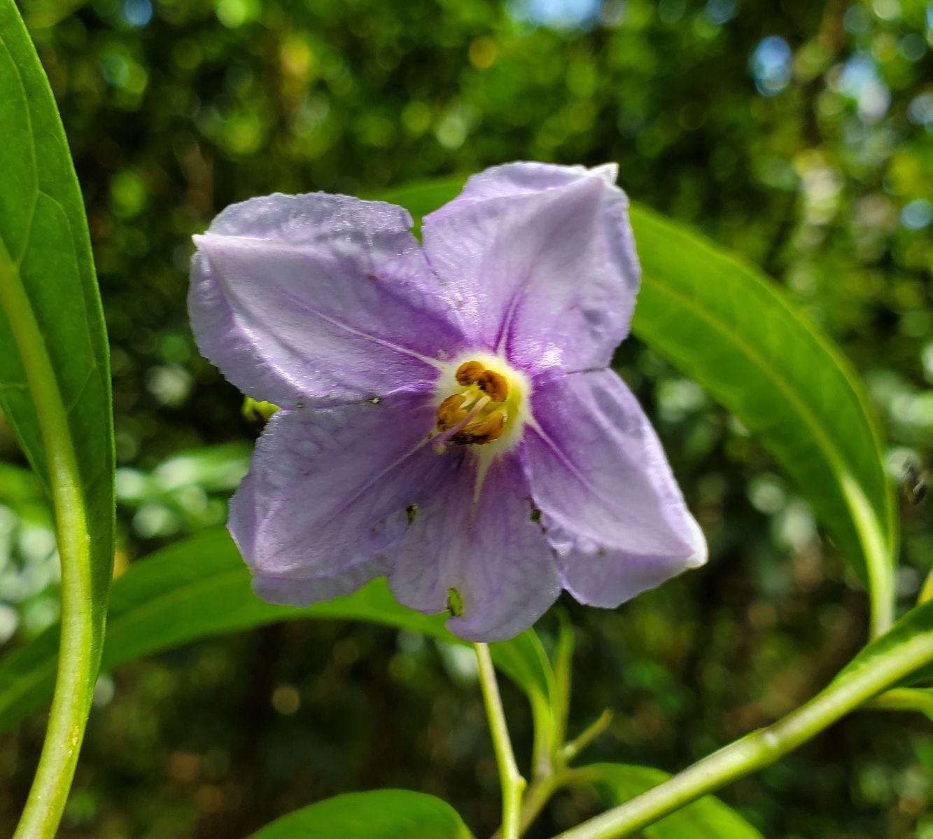 Solanum aviculare [flower] 20221211_141048 sml.jpg