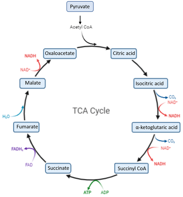 Tricarboxylic Acid Cycle Metabolism Service - Creative Proteomics