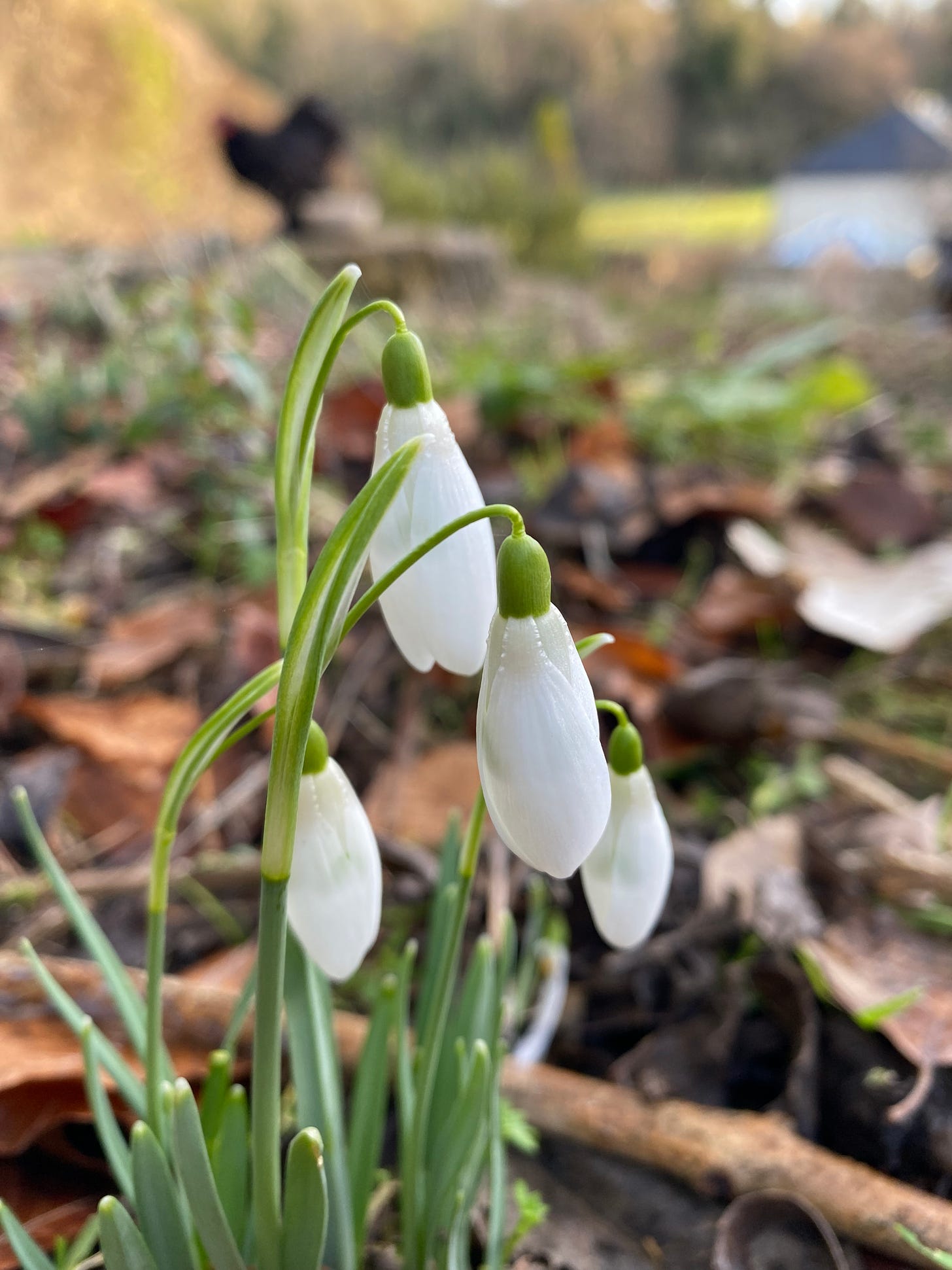 A small clump of just opening snowdrops in close focus, with the blurry outline of a chicken in the distance.