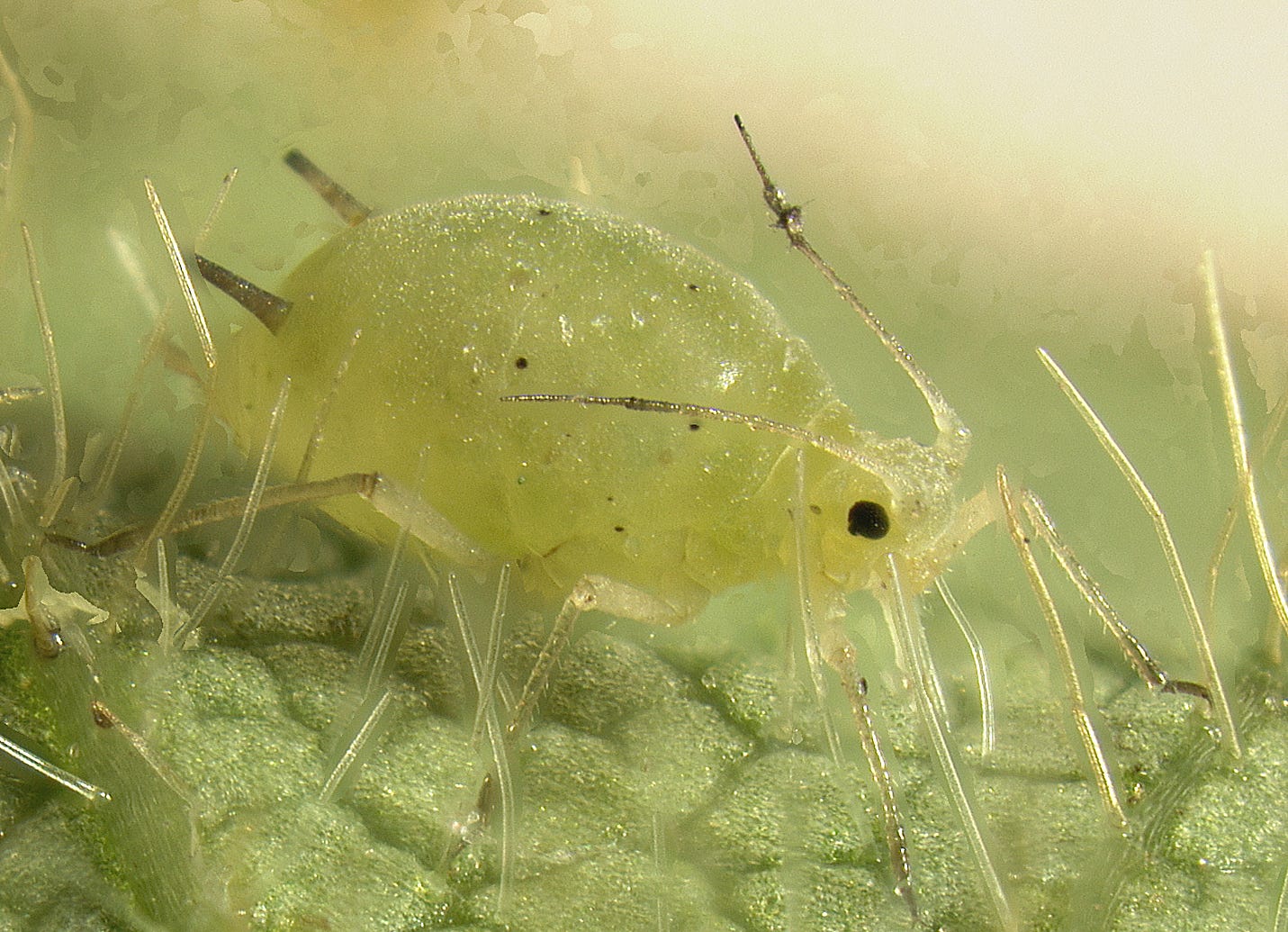 Soybean aphid - Wikipedia