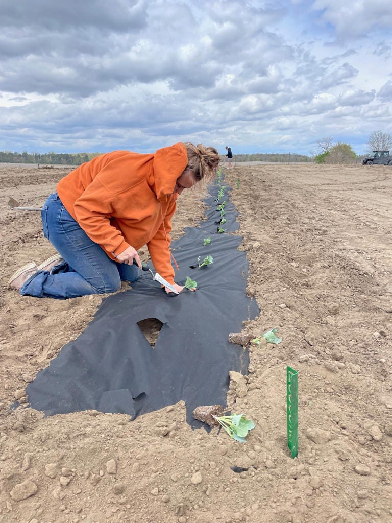Lauren Schroeder planted her first batch of veggies on her family's farm in Dixon, Iowa, in 2022. She plans to keep her project going for another two years.
