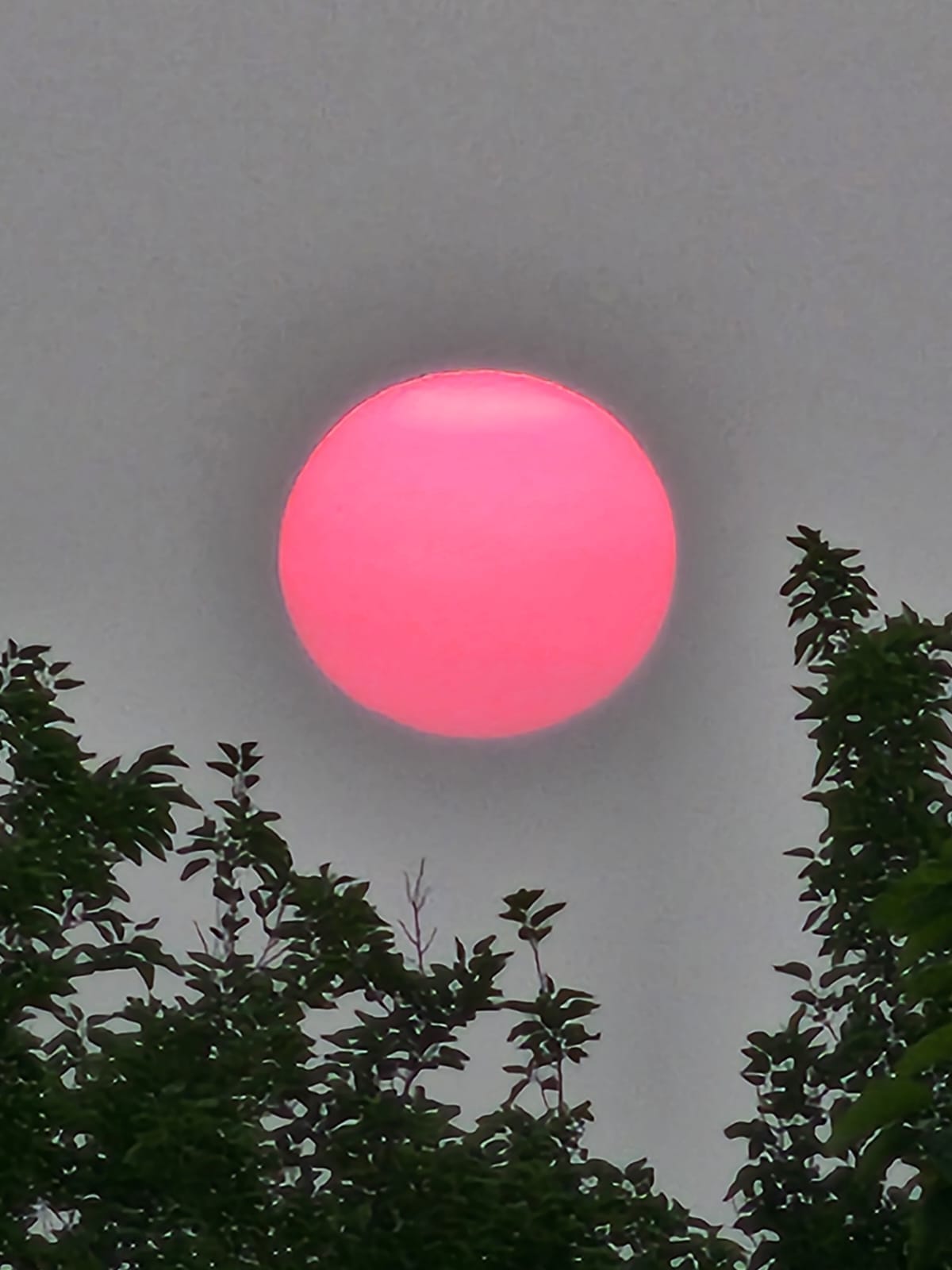 May be an image of eclipse, tree and twilight