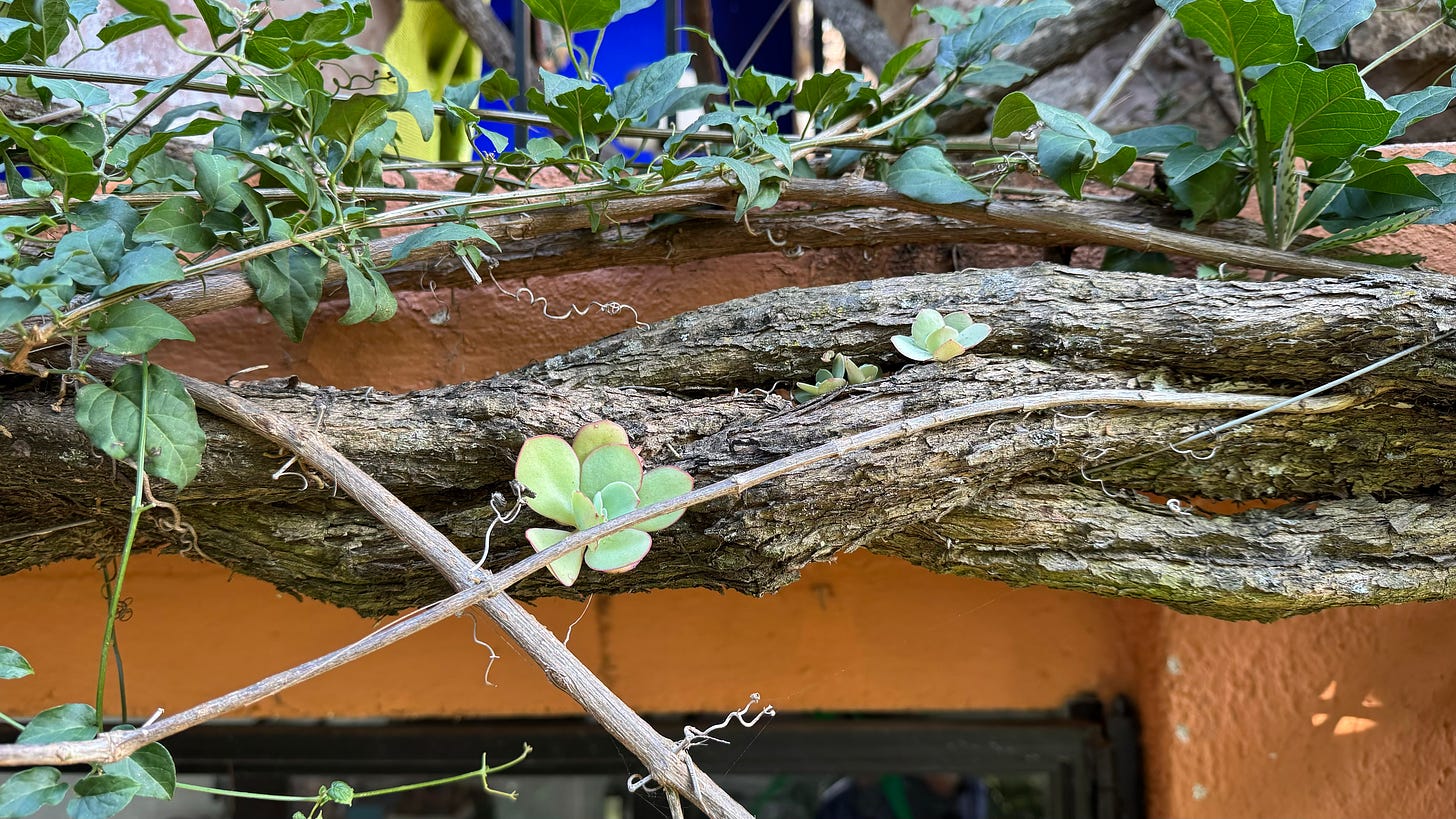 Succulents growing from the cracks in a large woody vine.