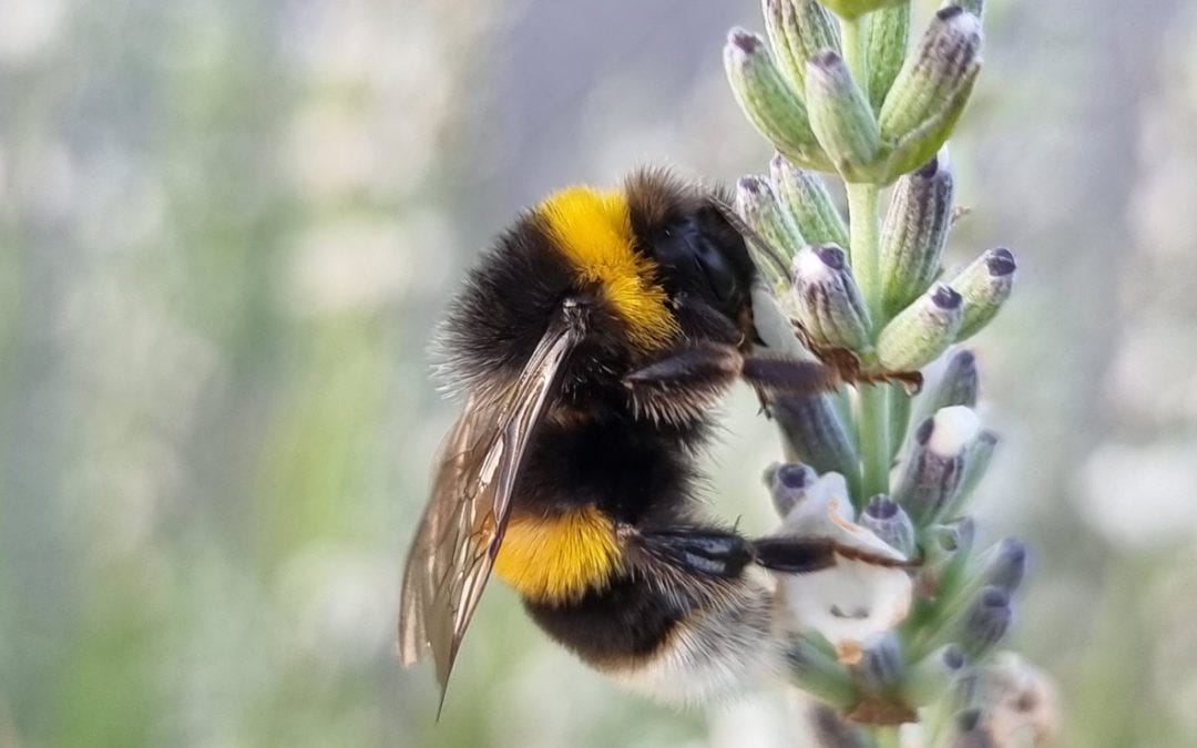 What Is a Bumblebee? | ABC Humane Wildlife Control and Prevention