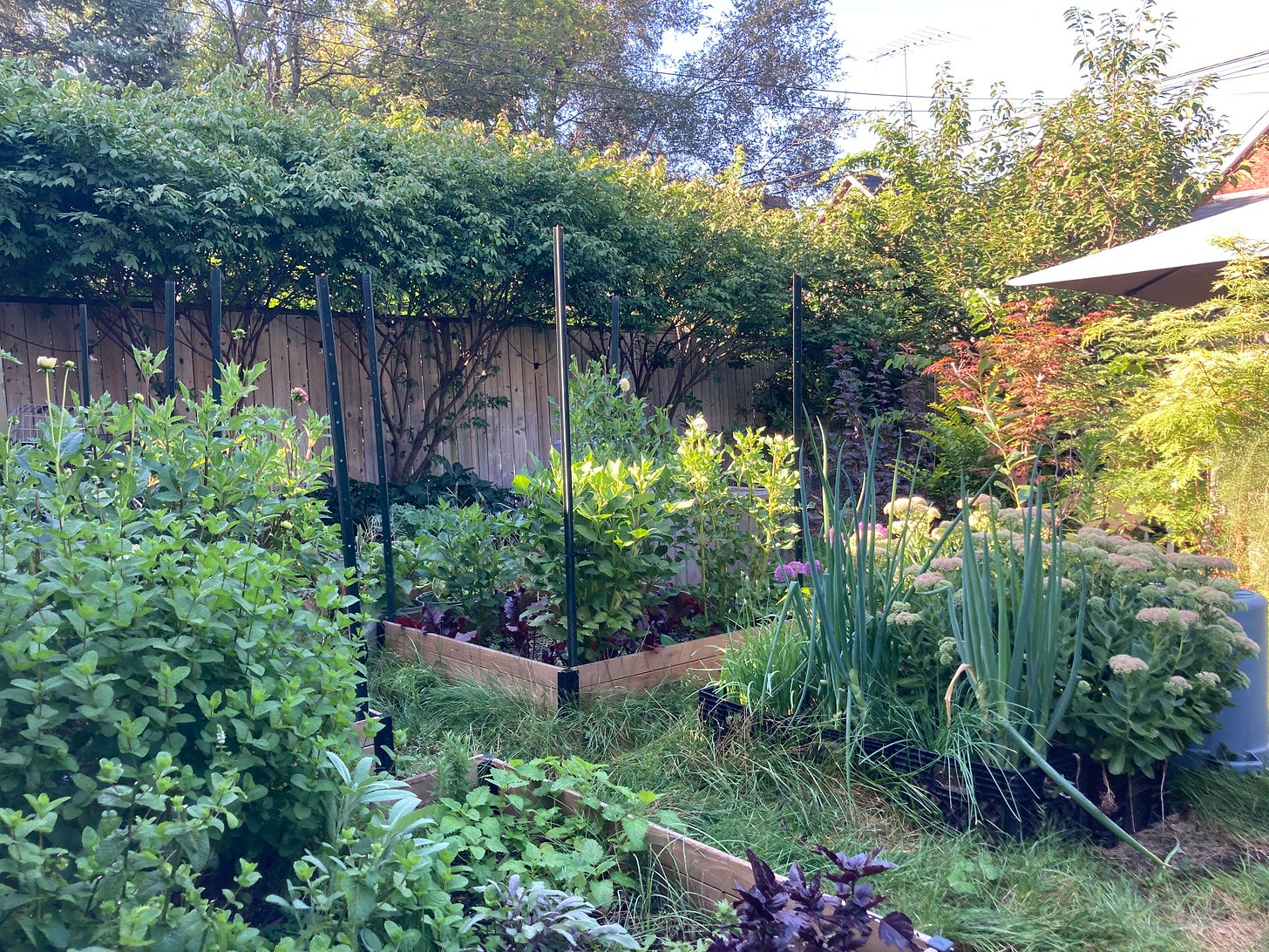 A backyard with raised wooden beds for growing contaiing herbs, dahlias, sedum, alliums and onions. In the back a Japanese maple, elderberry, and ninebark are visible.