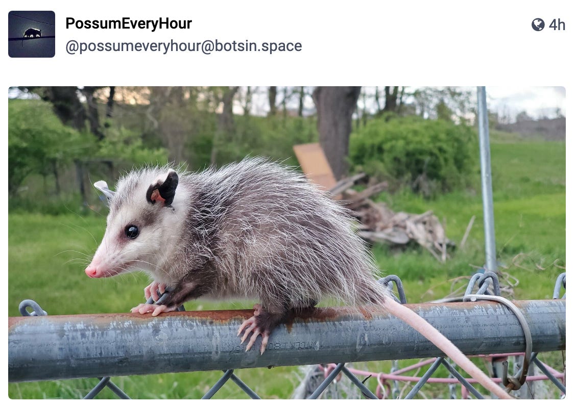 opossum of great adorableness