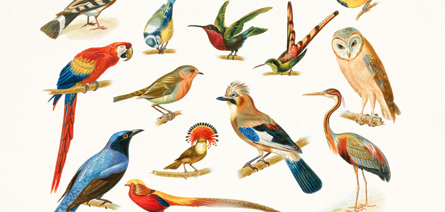 A collection of colourful birds