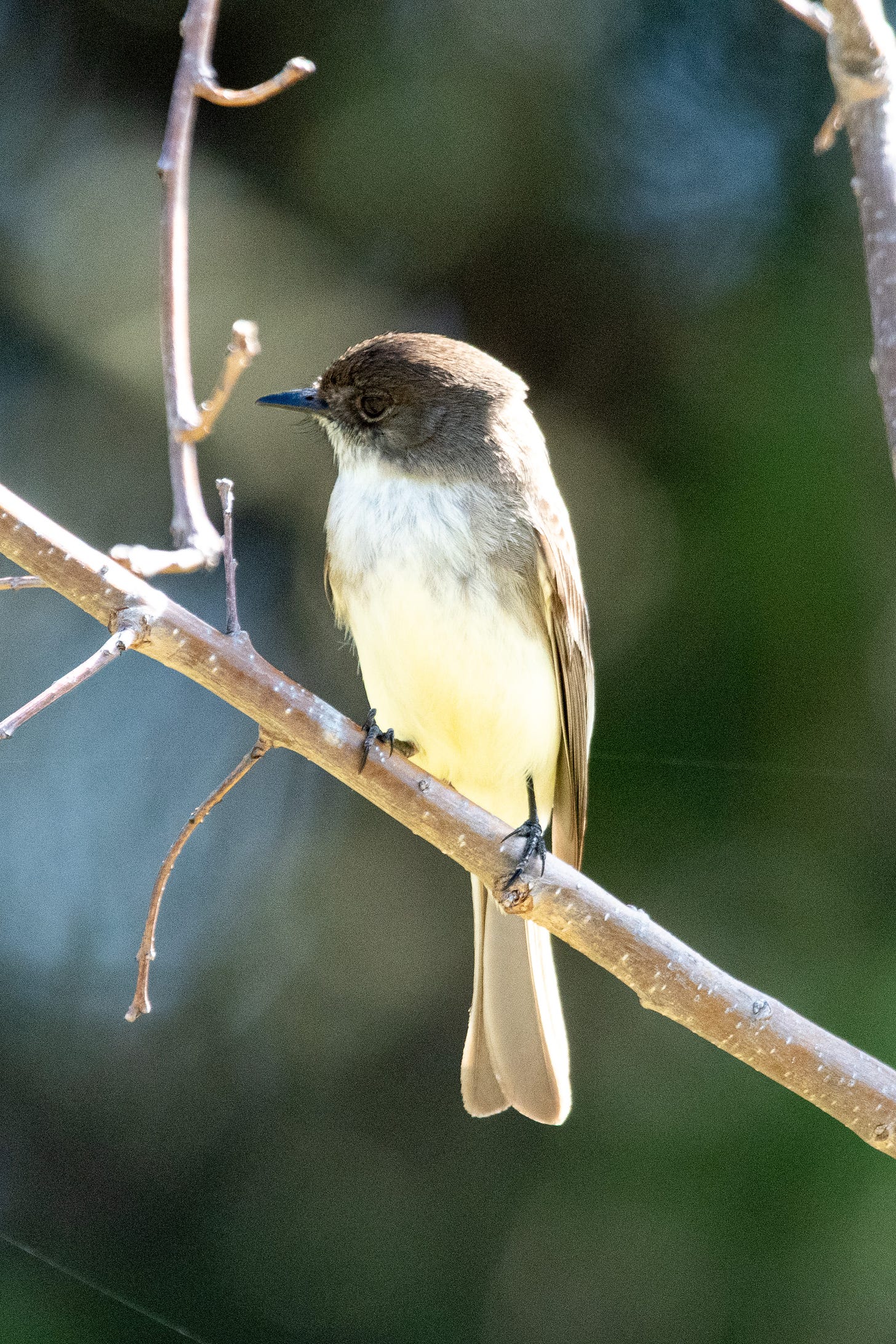 An eastern phoebe is perched on a diagonal branch, its head dark gray, its breast white with a yellow wash on its belly