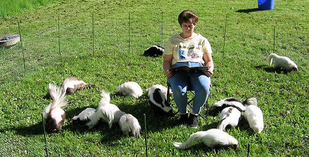Deborah Cipriani of Skunk Haven, Inc. with a bunch of skunks.