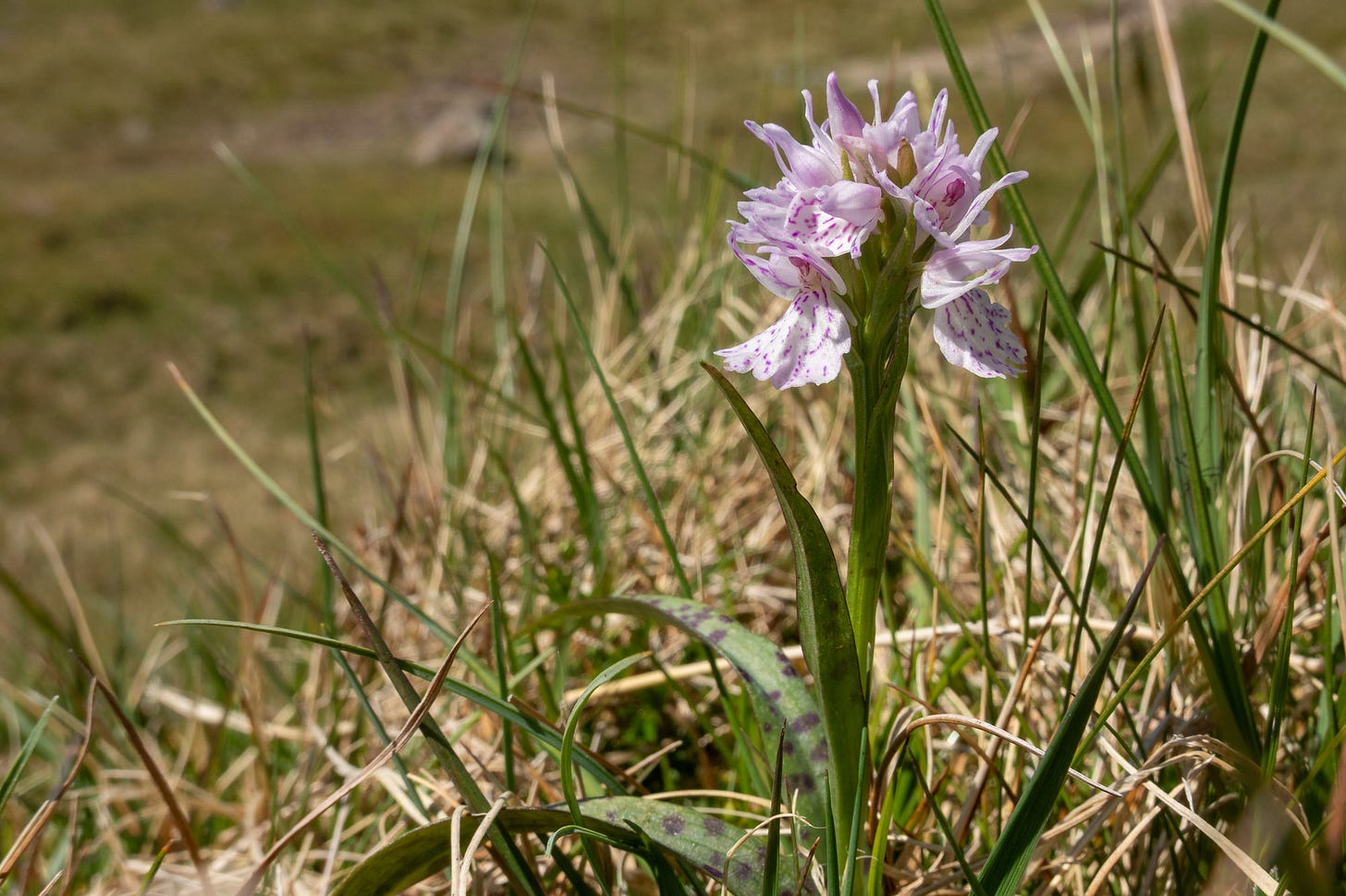 The moorland, although parched dry from lack of rain, is full of wildflowers, including swathes of heath spotted orchids  © Felicity Martin