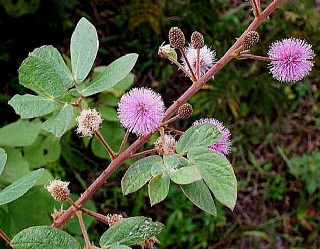 r/whatsthisplant on Reddit: Question: Uncaria tomentosa flowers? I’m trying  to figure out which of these flowers belong to U. tomentosa. Every time I  Google it these three images come up and that can’t be right. Please help