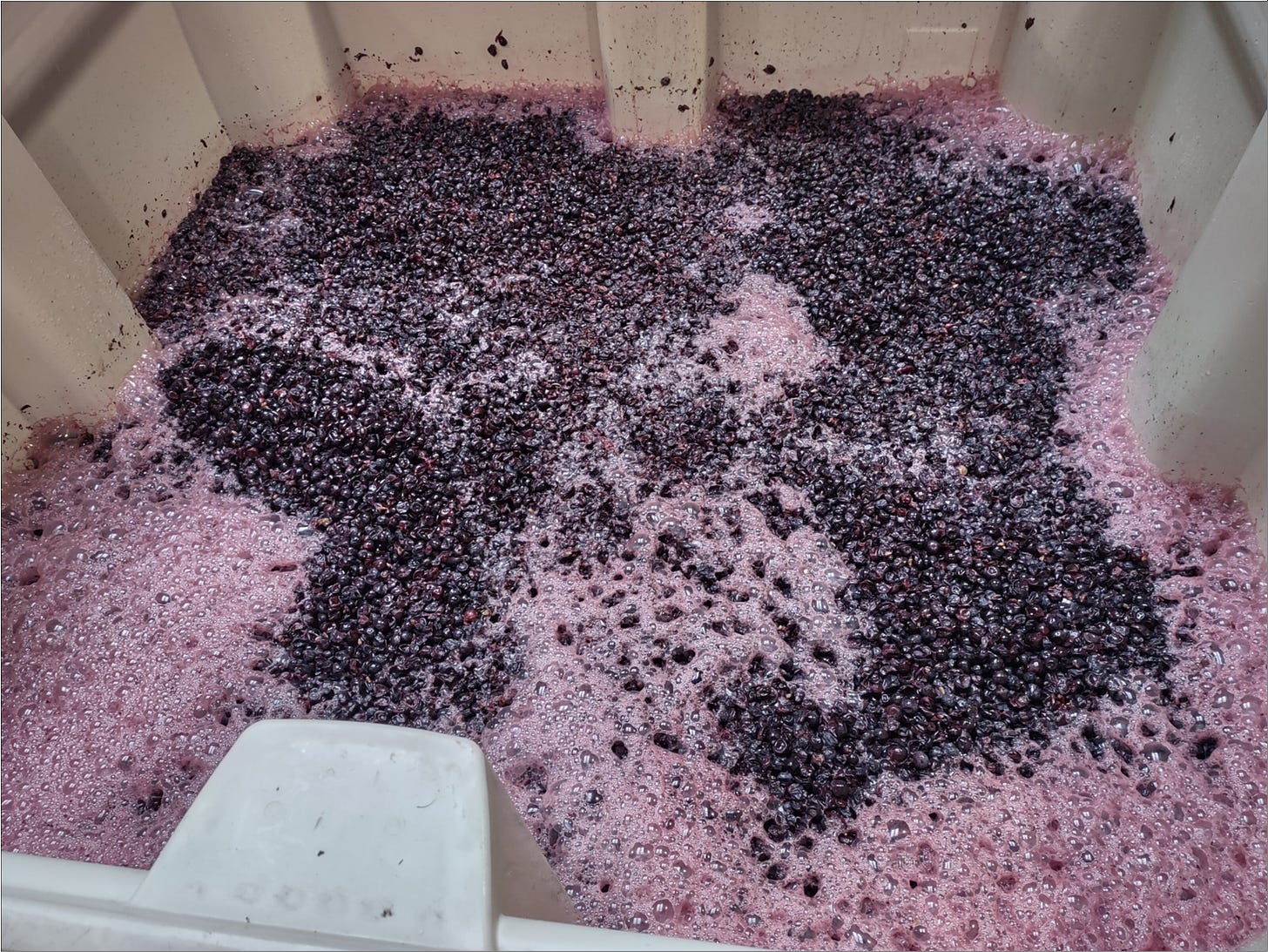 Fermenting Amalie Robert Pinot Meunier, you should see what it smells like from here!