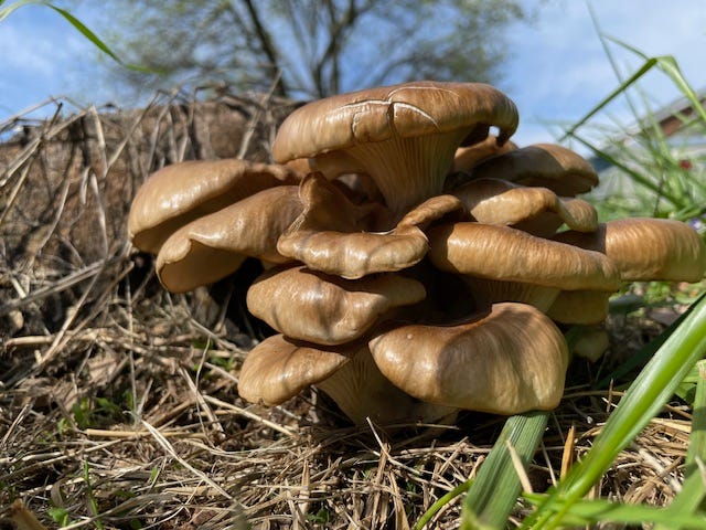 Cool weather oyster mushrooms are brownish
