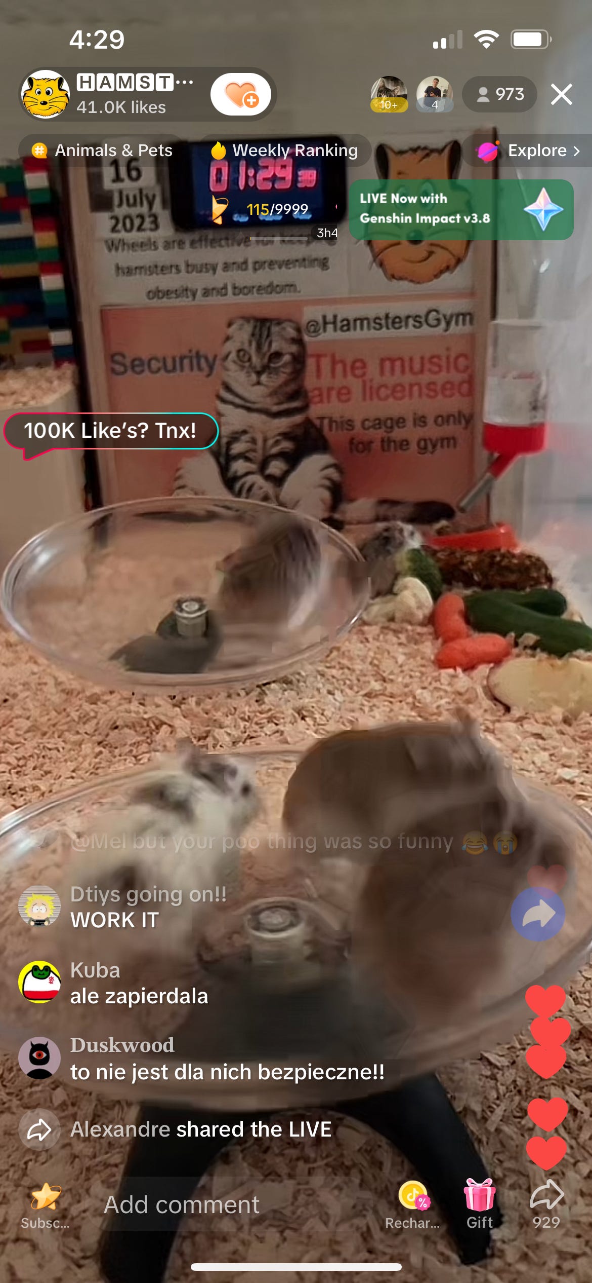 Screenshot of a TikTok livestream of a bunch of hamsters running in exercise wheels. The wheels are flat and clear so a bunch of hamsters can get in there at once.