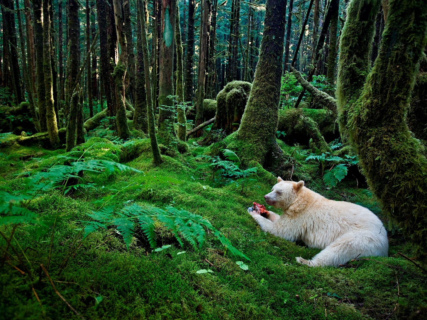 First Nations Fight to Protect the Great Bear Rainforest's Spirit Bear from  Hunters