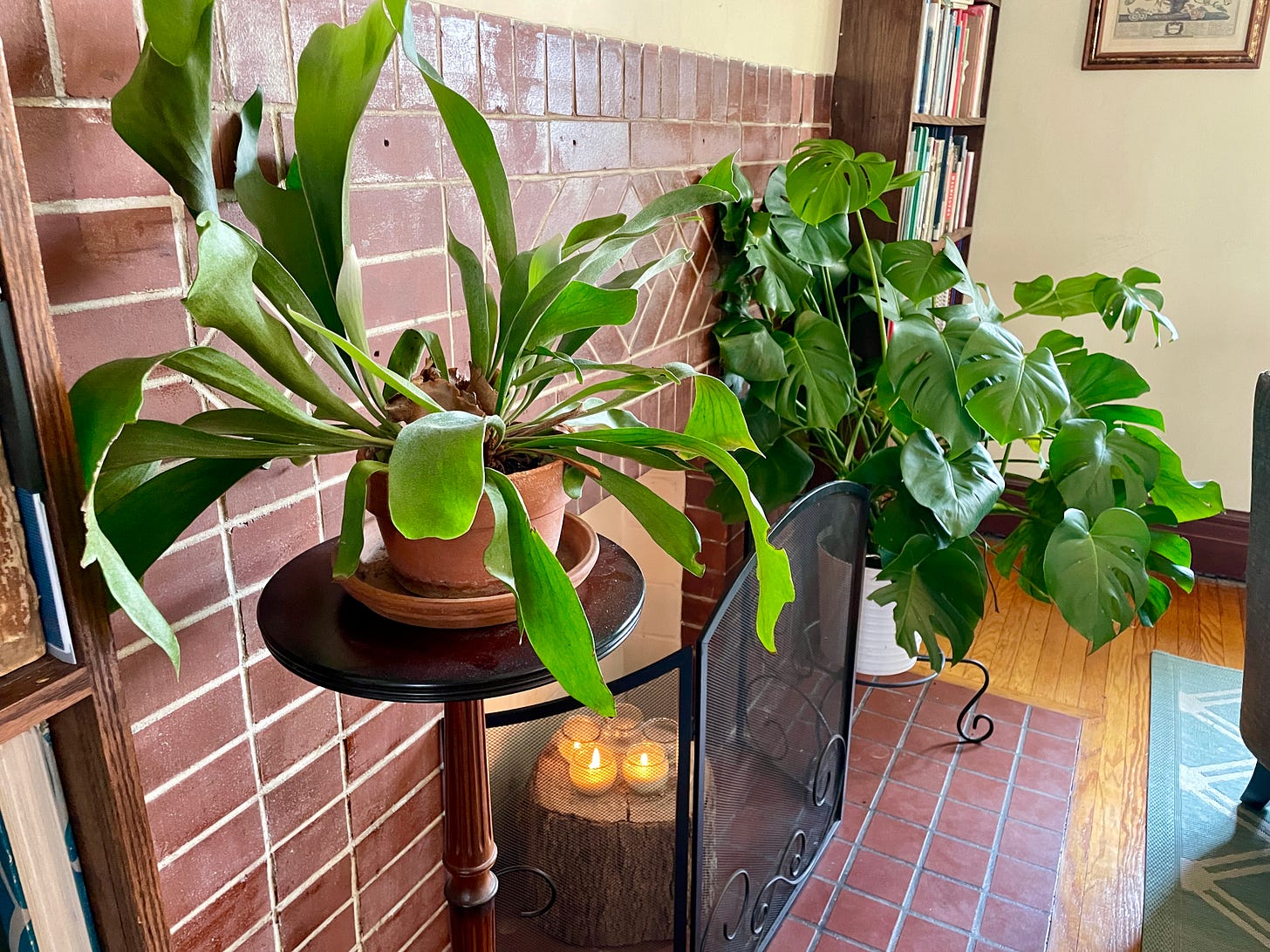 Our Staghorn fern and Monstera near the living room fireplace at Havenwood.