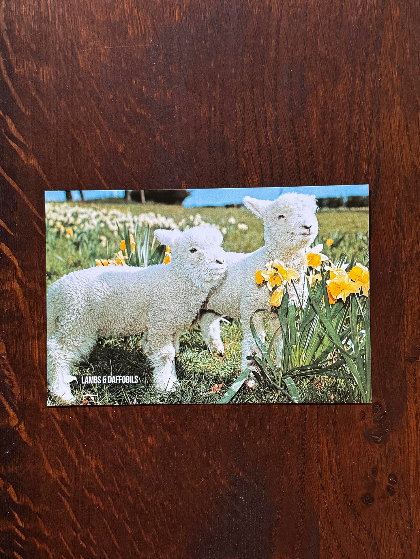 A postcard depicting two lambs in a field of daffodils.