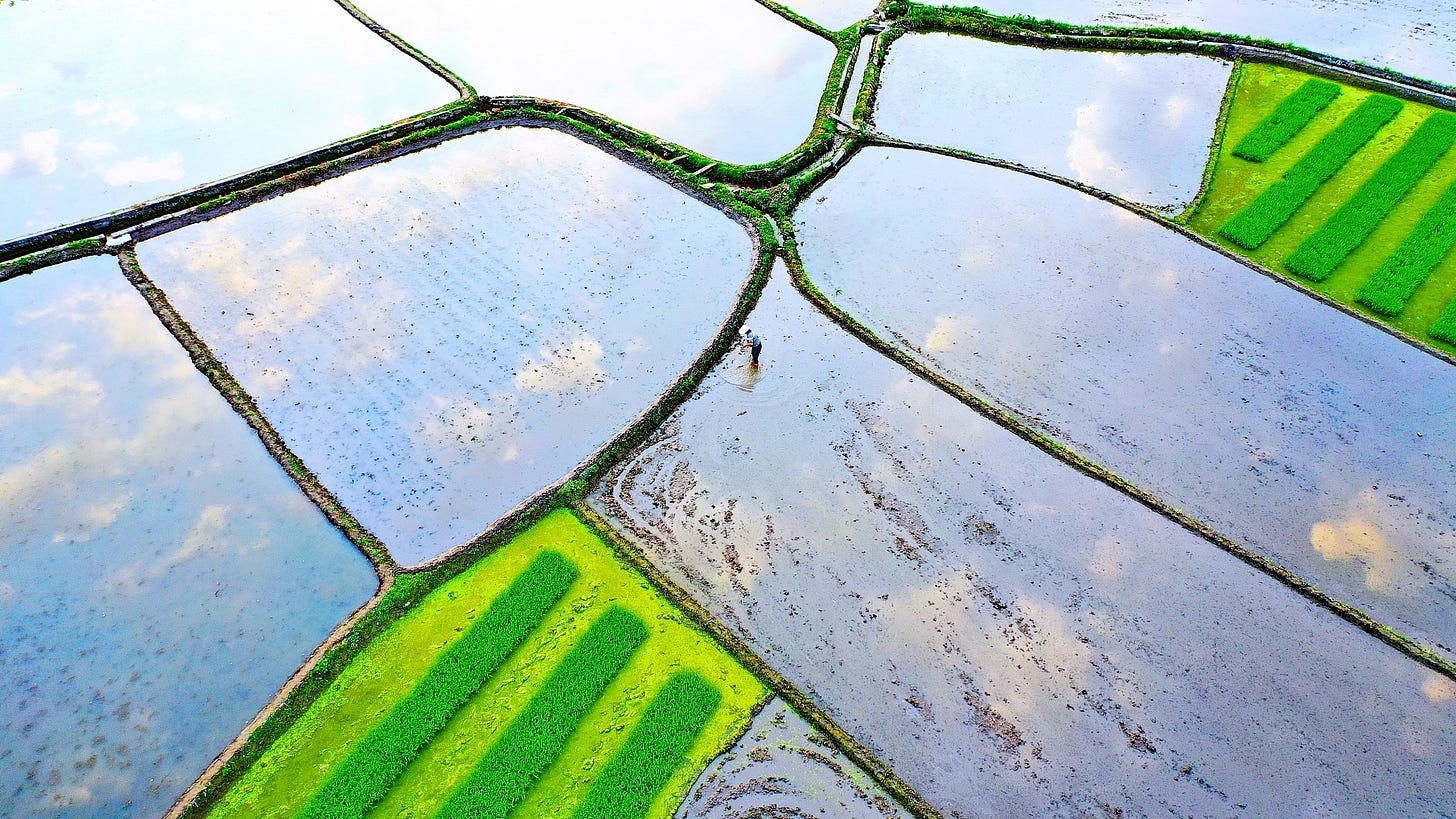 Rice fields mirror the sky in east China - CGTN