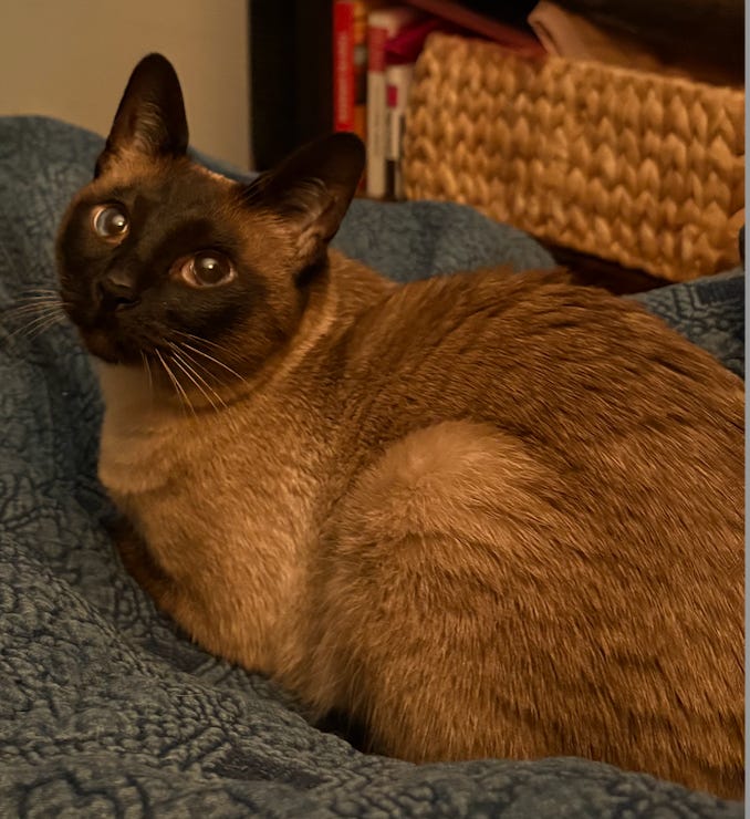 siamese cat looking up with cross eyes
