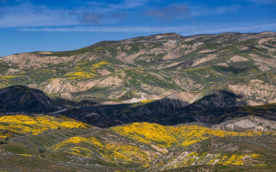 A view of hillsides covered in flowers
