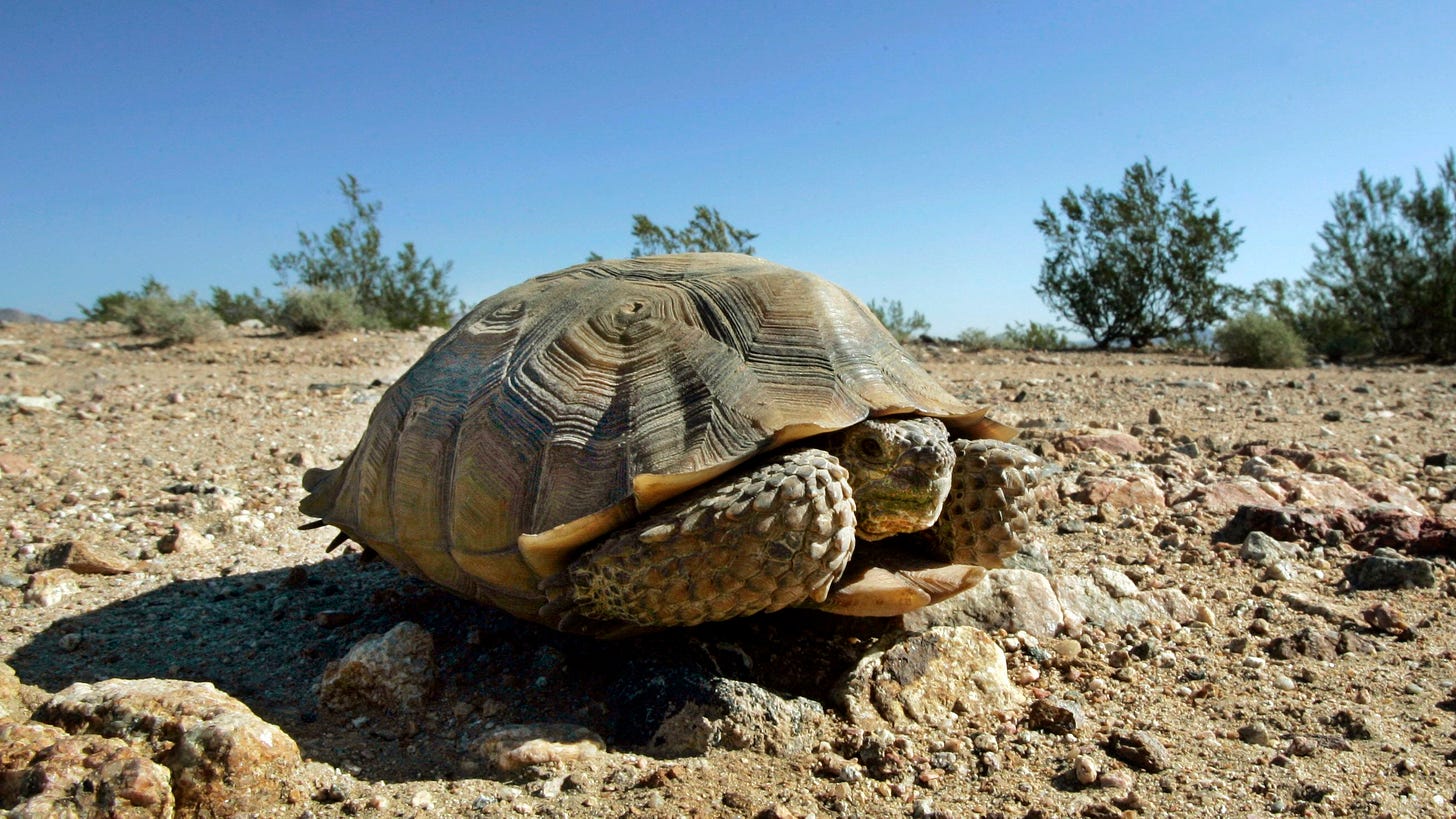 The imperiled desert tortoise is paying the price for the solar boom — Quartz