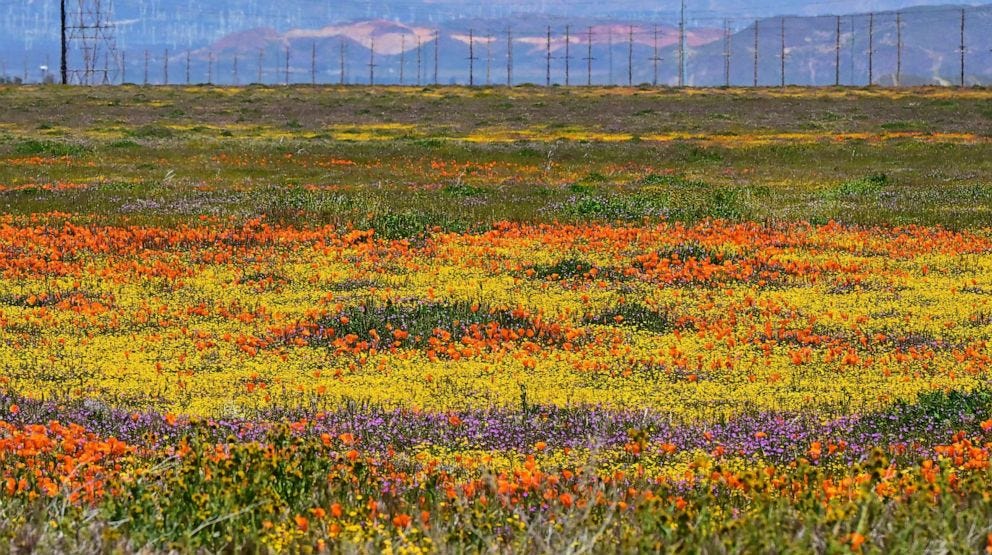 PHOTO: Wildflowers bloom near the Antelope Valley California Poppy Reserve in Lancaster, Calif., April 6, 2023.