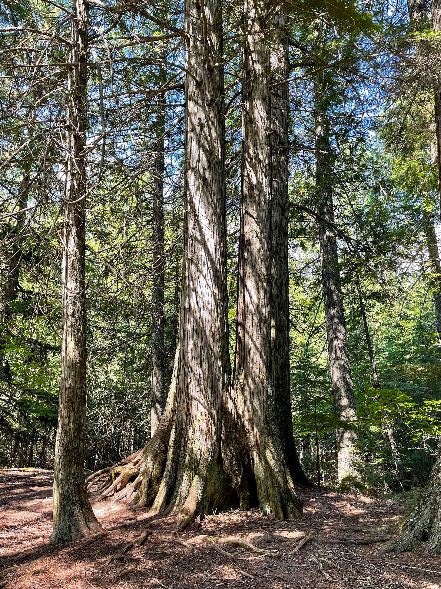 Along Trail of the Cedars in Glacier Park
