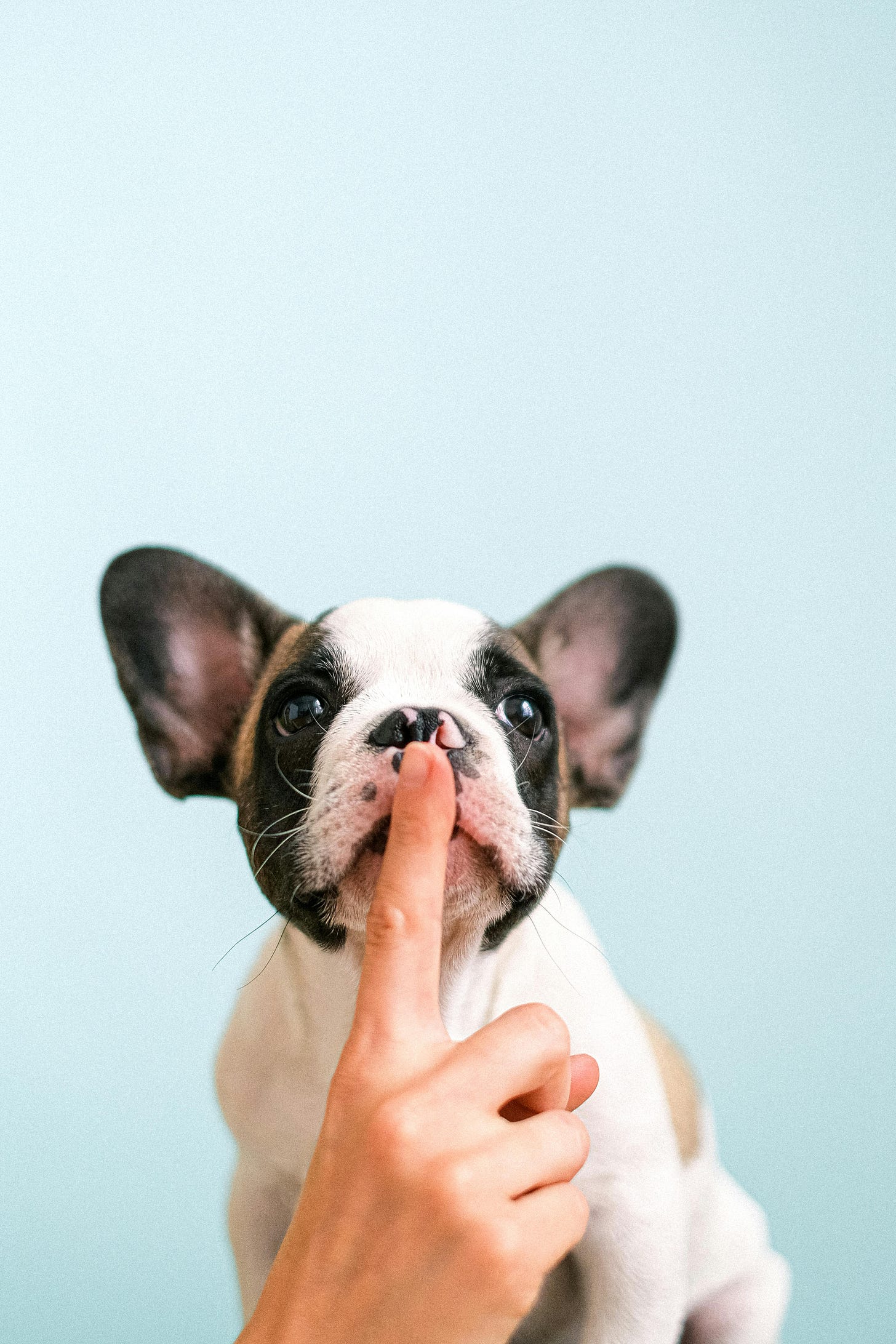 A human hand silencing a puppy.