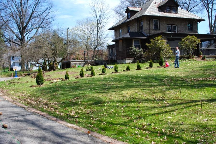 Our arborvitae hedge was planted in 2014, and still is a good wind break for this garden today.